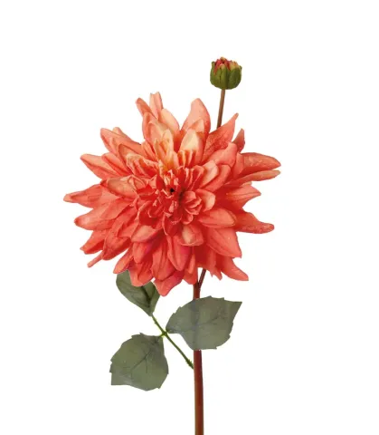 Dalia con bocciolo arancione
