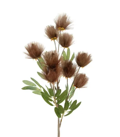 Callistemone Citrinus bronzo