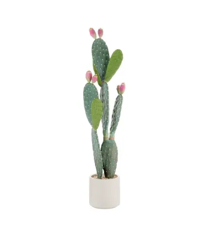 Cactus fico d'india